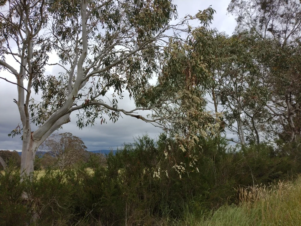 Eucalyptus Pauciflora