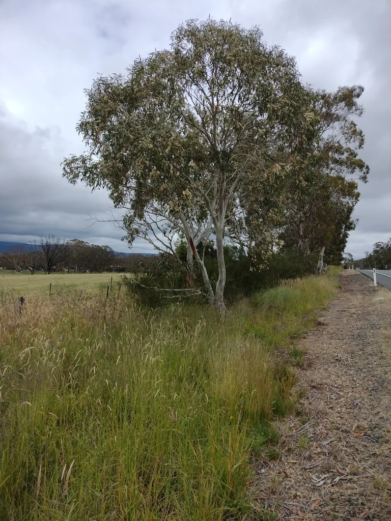 Eucalyptus Pauciflora