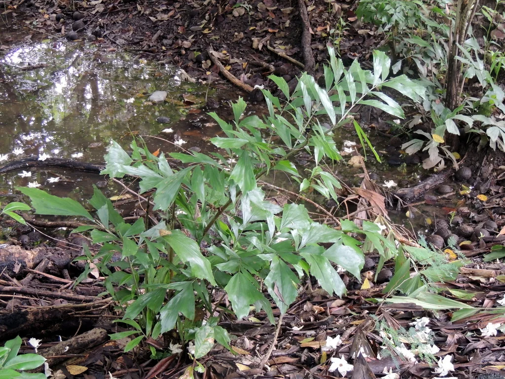 Caryota Mitis
