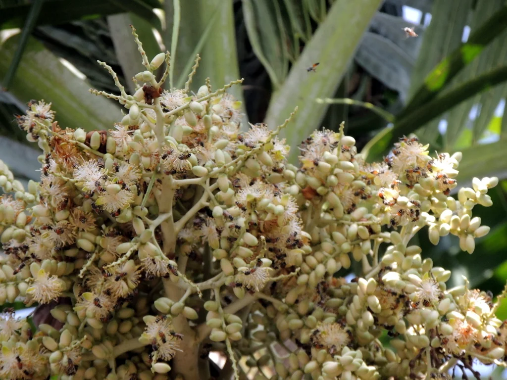 Adonidia Merrillii