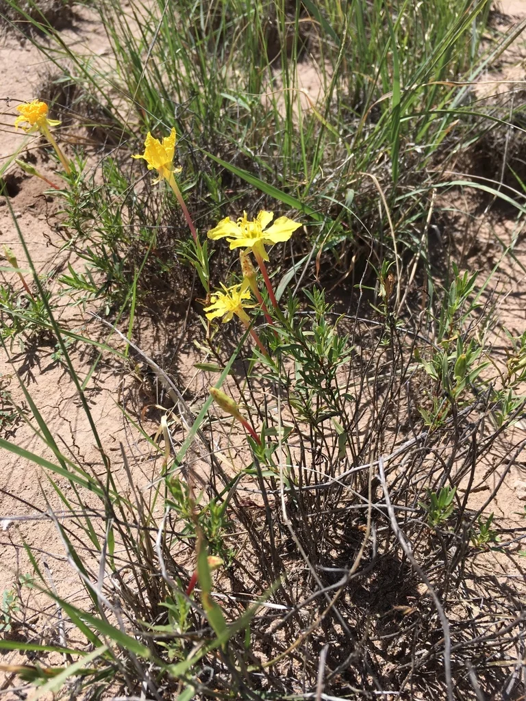 Calylophus Hartwegii Var. Fendleri