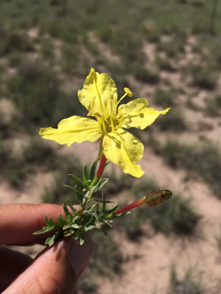 Calylophus Hartwegii Var. Fendleri