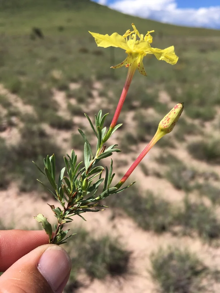 Calylophus Hartwegii Var. Fendleri