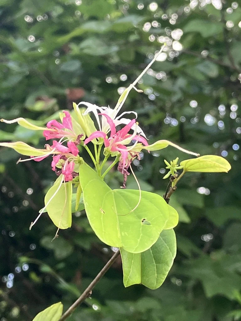 Bauhinia Mexicana