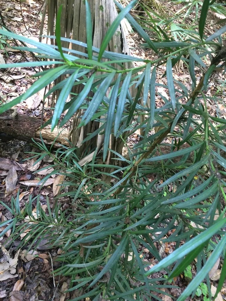 Podocarpus Macrophyllus