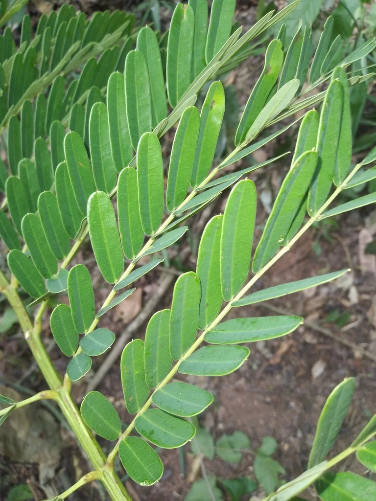 Schizolobium Parahyba