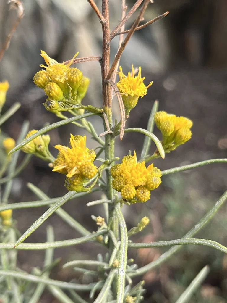 Ericameria Arborescens