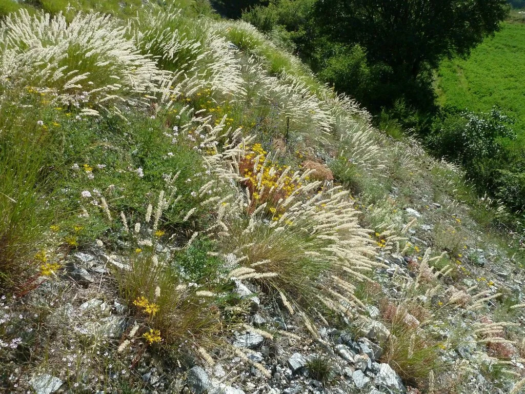 Melica Ciliata