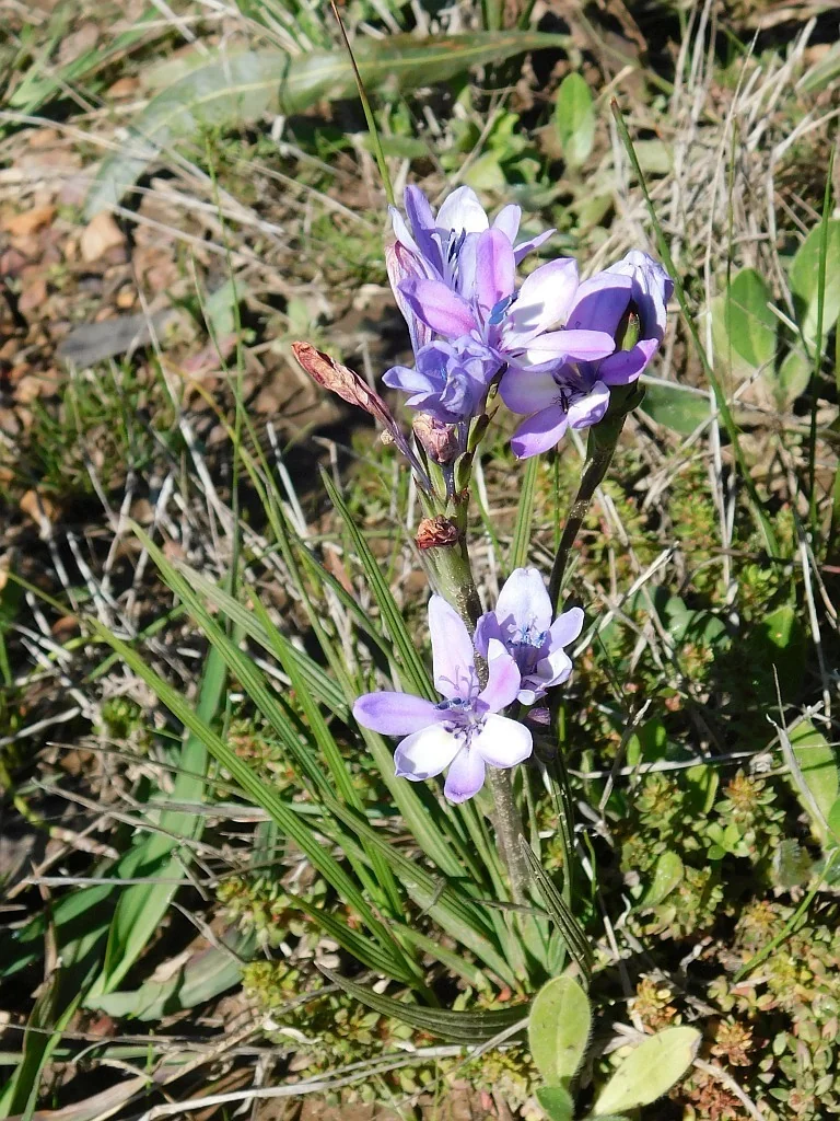 Babiana Stricta