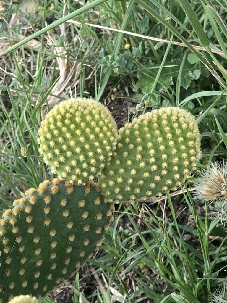 Opuntia Microdasys