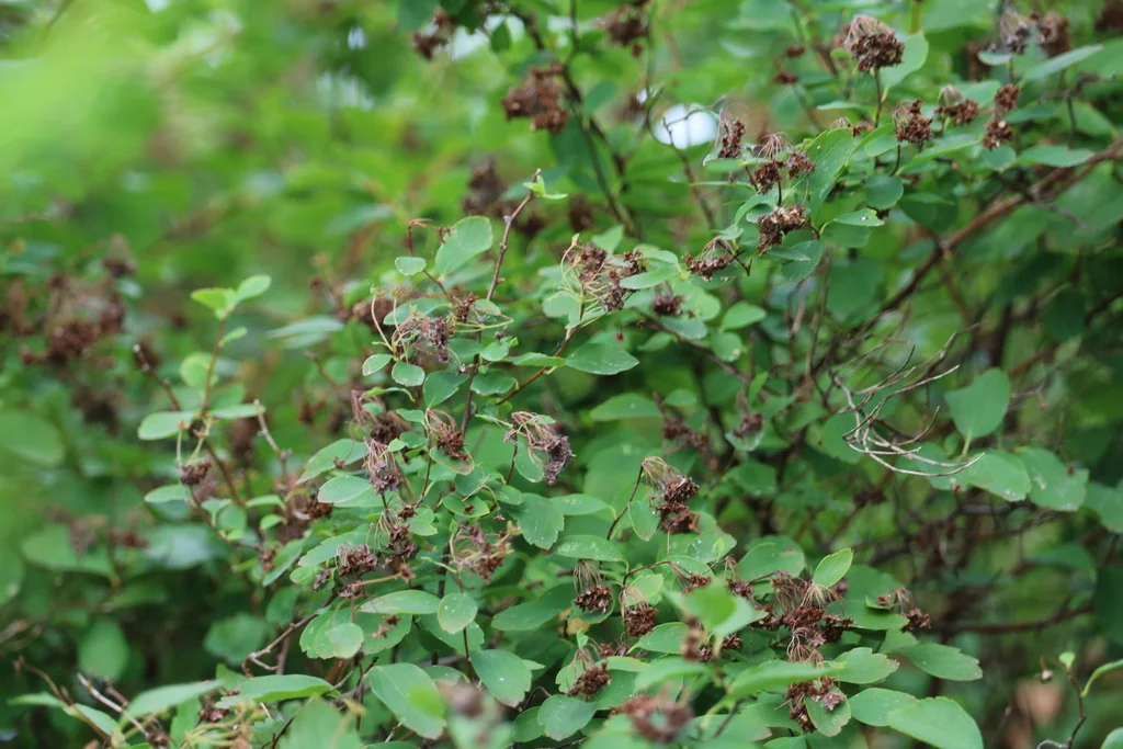 Spiraea X Vanhouttei