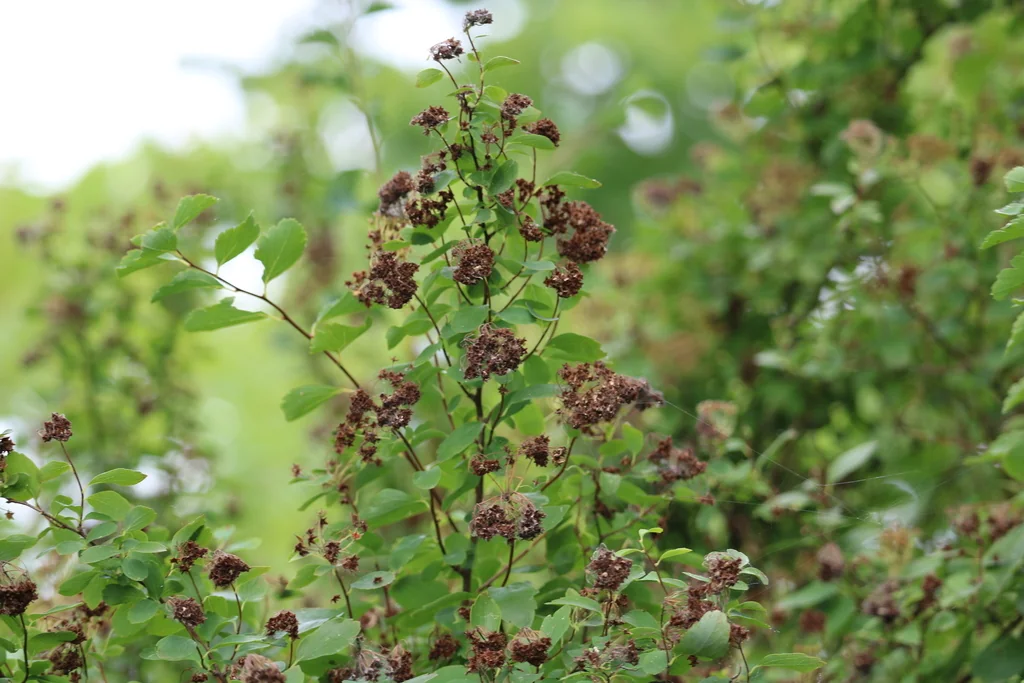 Spiraea X Vanhouttei