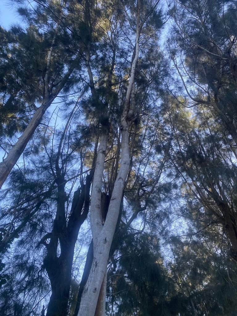 Casuarina Cunninghamiana