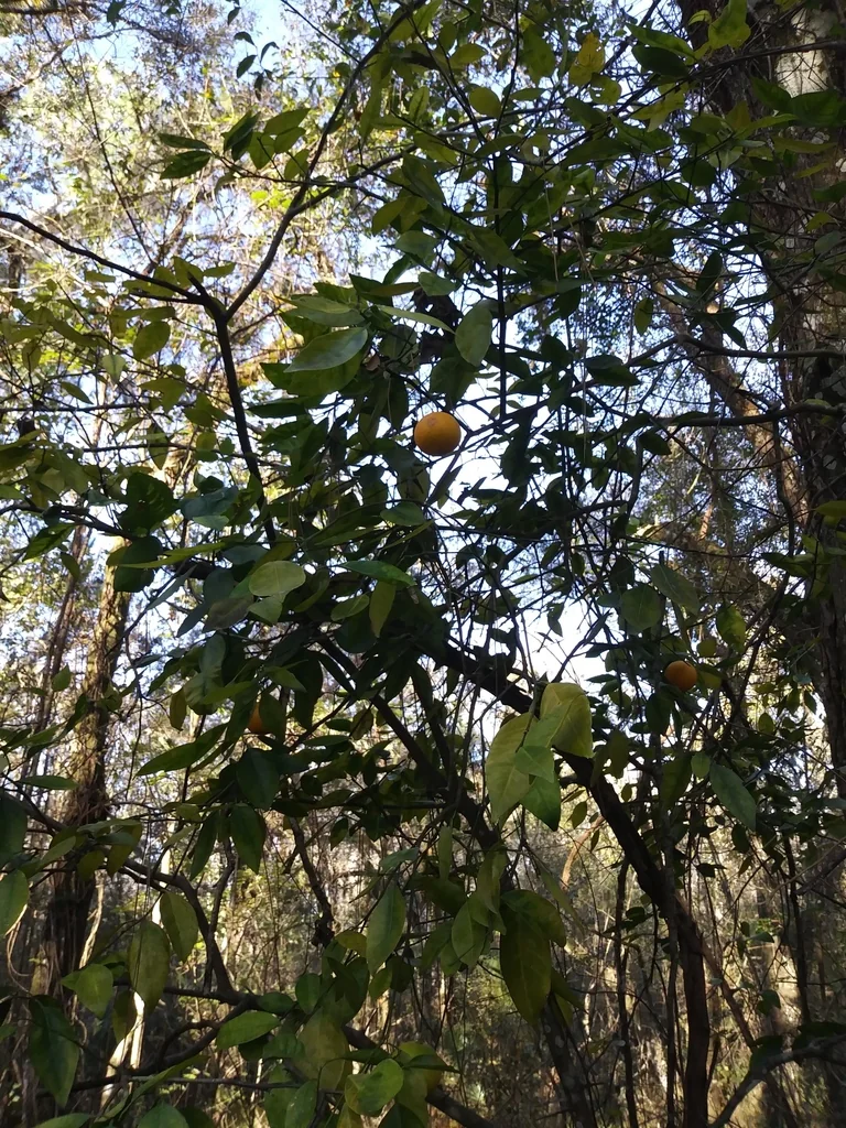 Citrus Aurantium