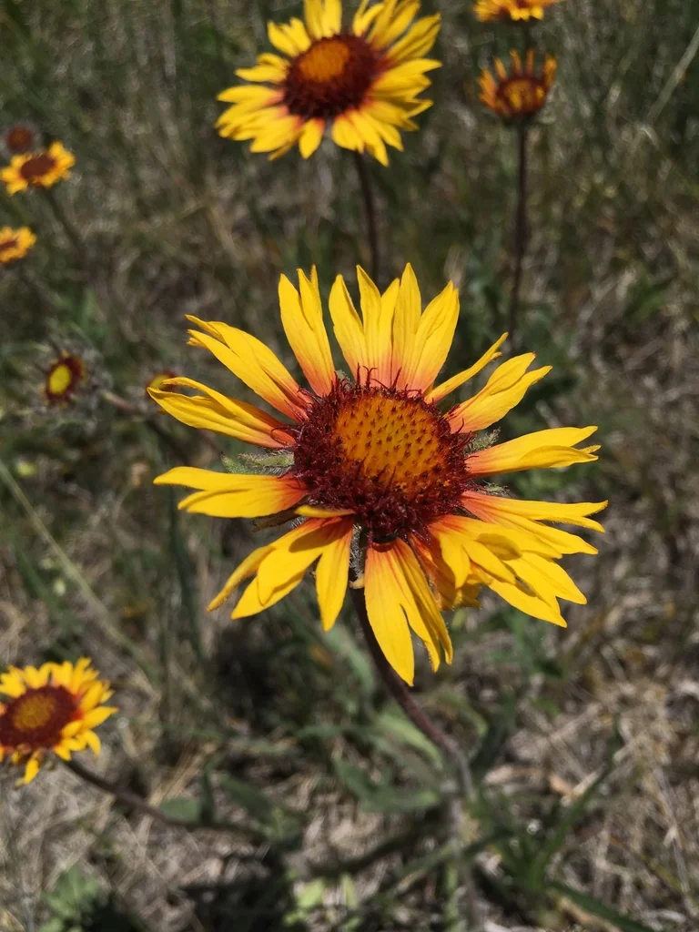 Gaillardia X Grandiflora