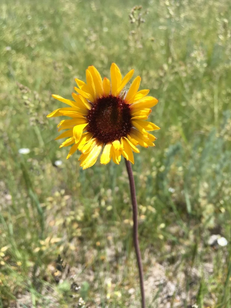Gaillardia X Grandiflora