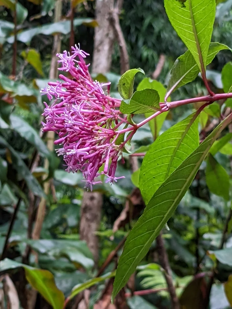 Fuchsia Paniculata
