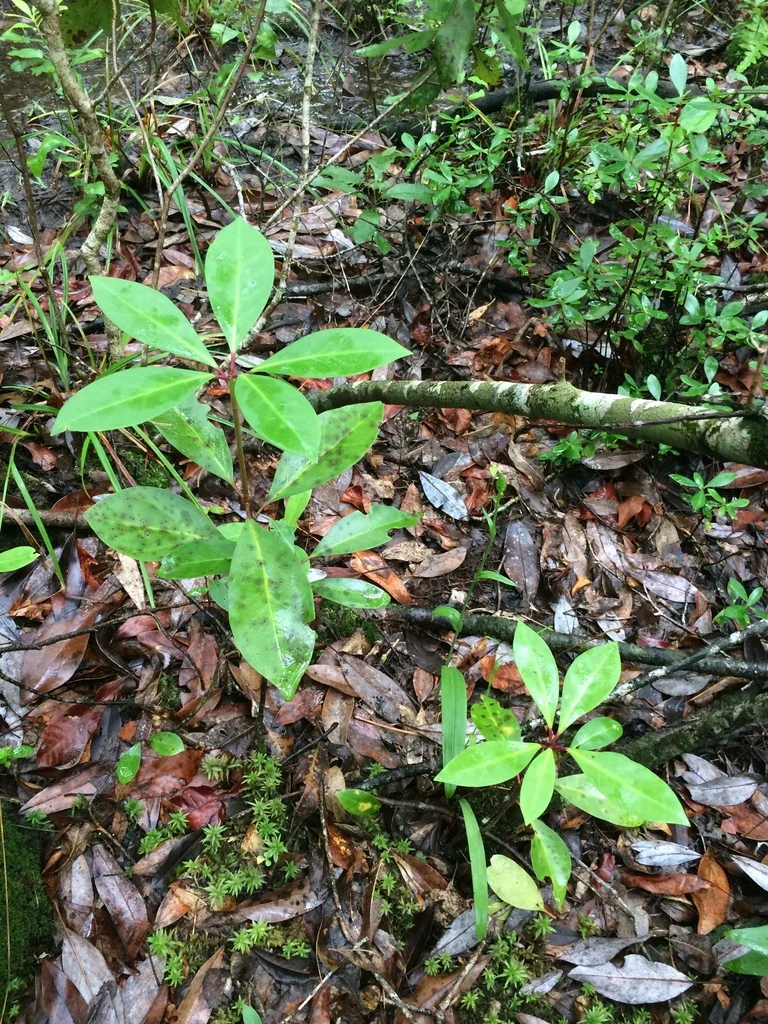 Illicium Floridanum