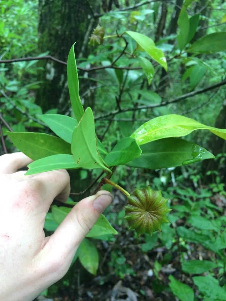 Illicium Floridanum
