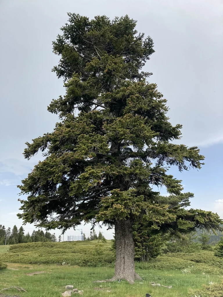 Abies Nordmanniana