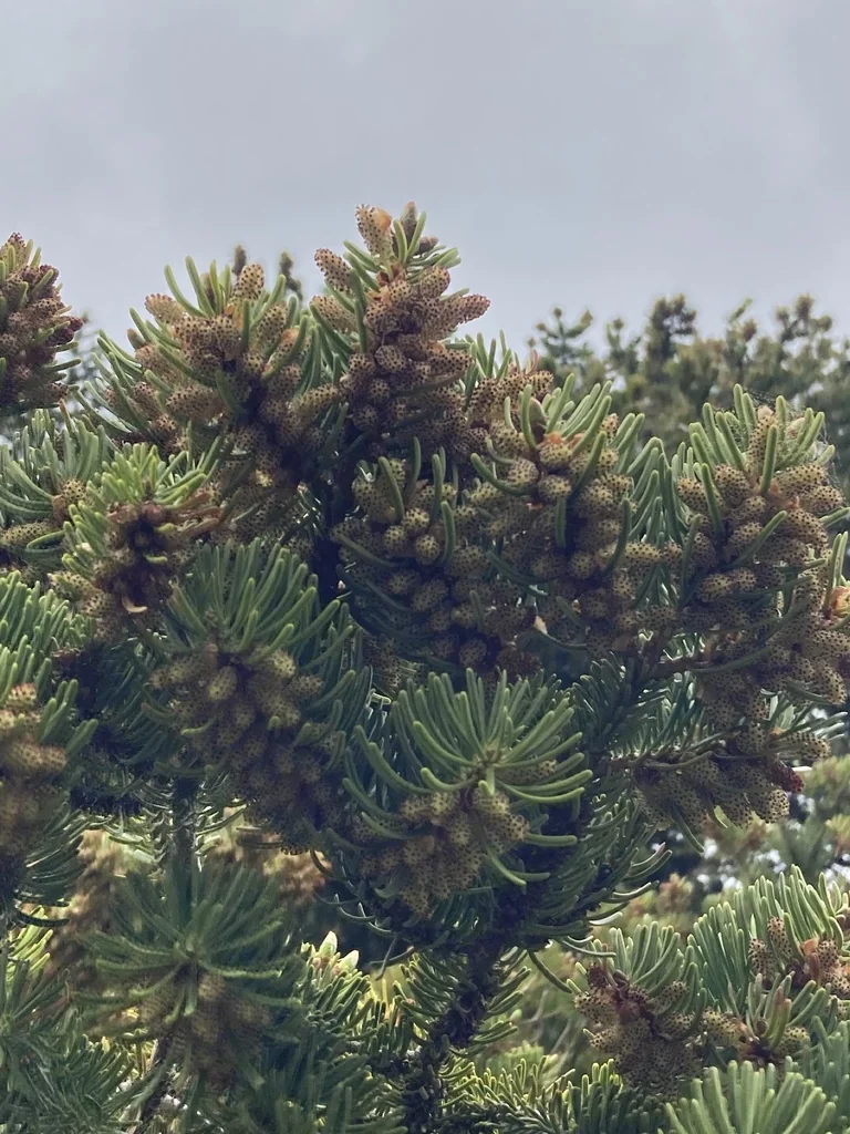 Abies Nordmanniana