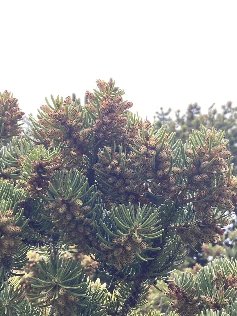 Abies Nordmanniana