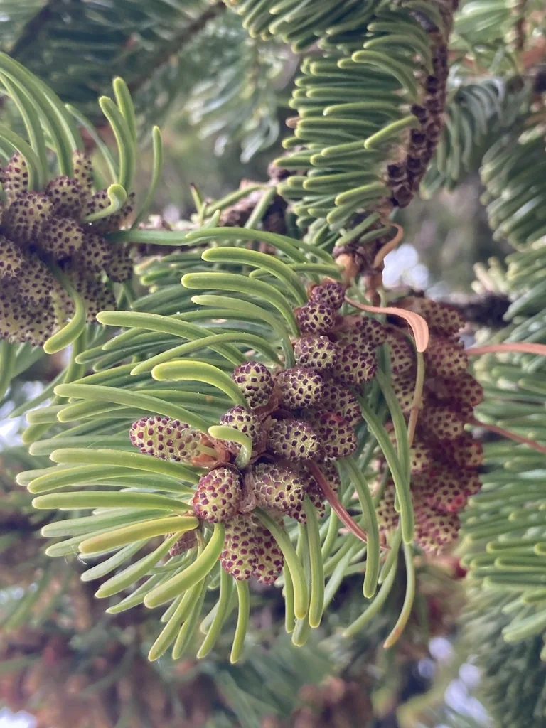 Abies Nordmanniana