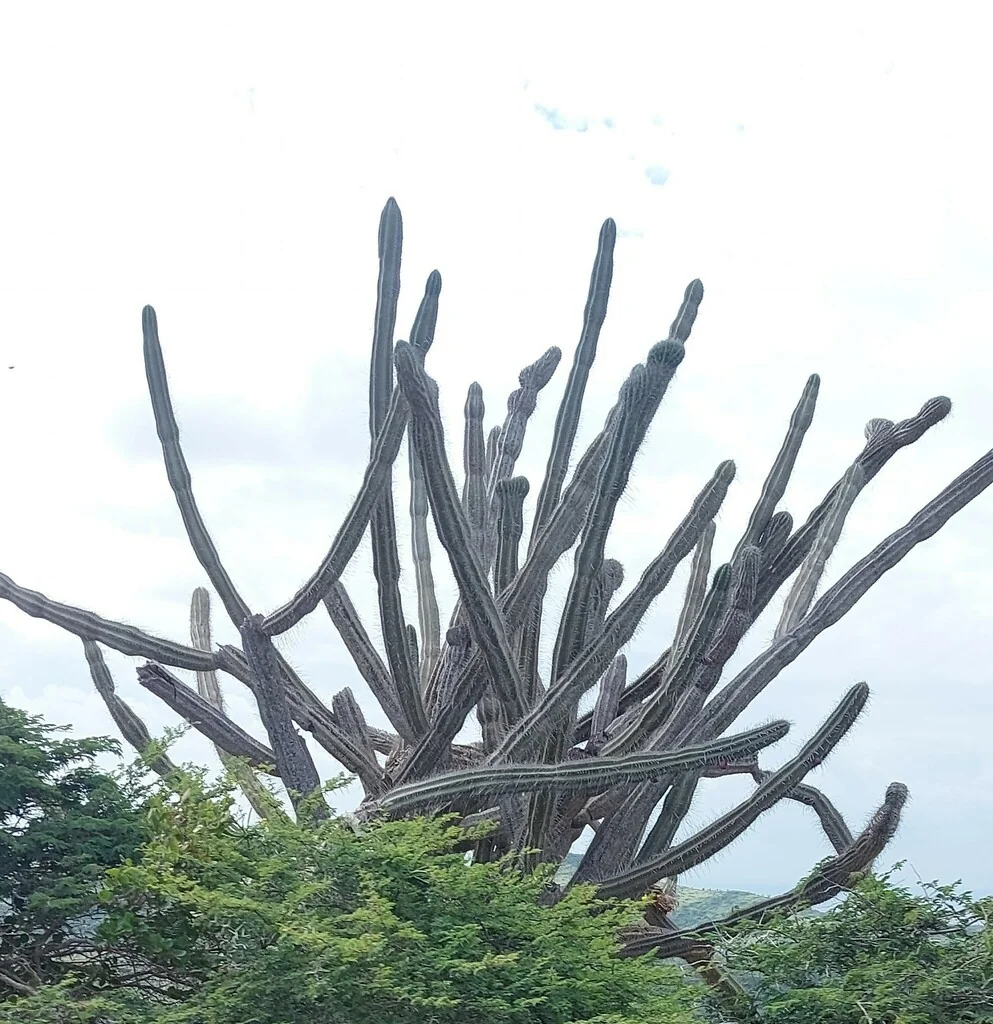 Cereus Peruvianus