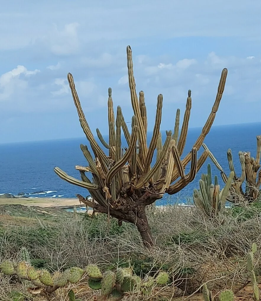 Cereus Peruvianus