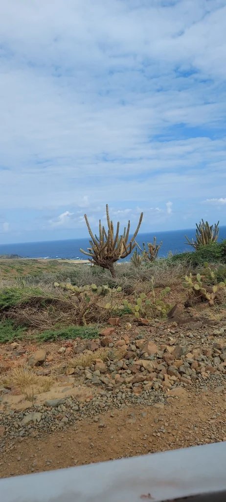 Cereus Peruvianus