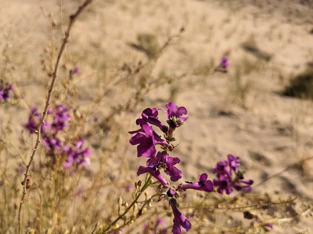Penstemon Thurberi