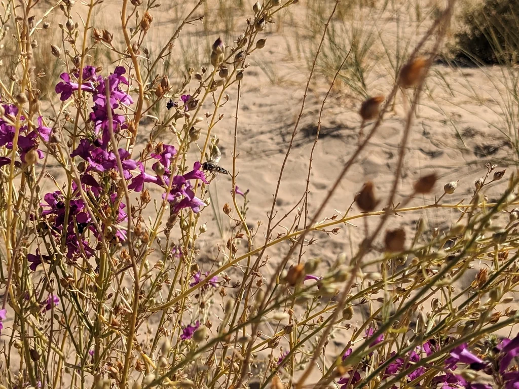 Penstemon Thurberi