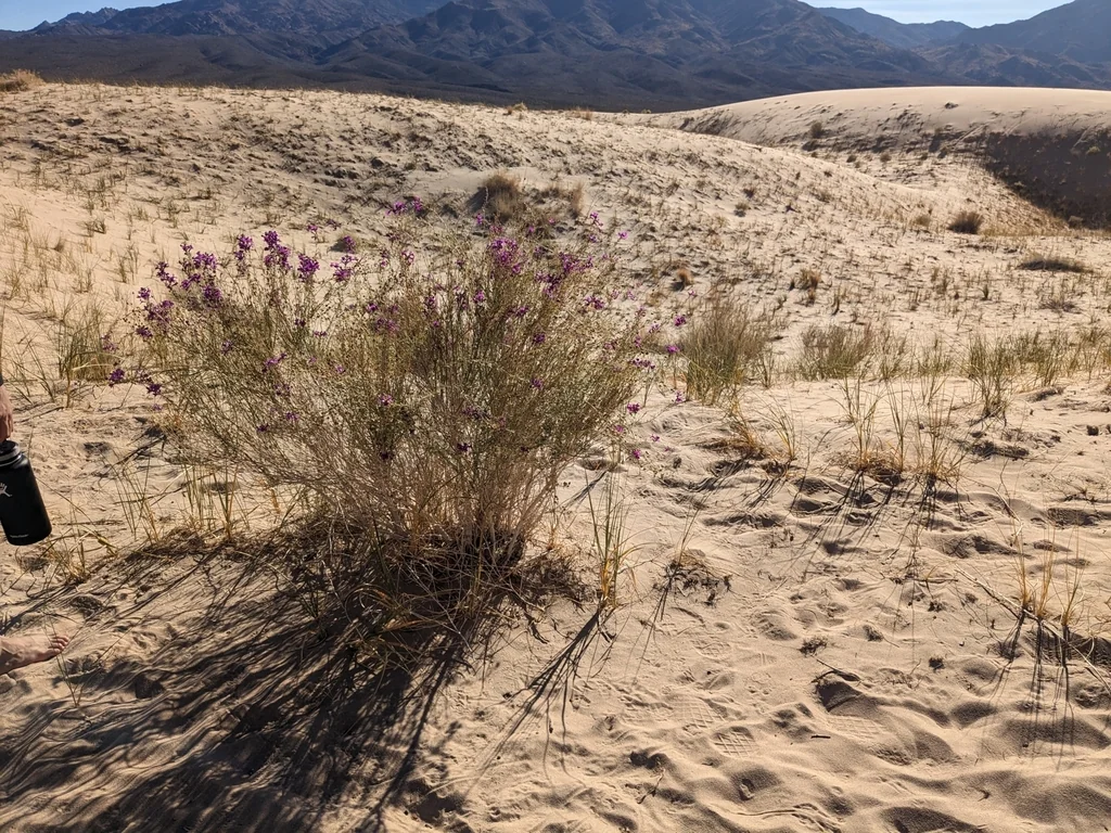 Penstemon Thurberi