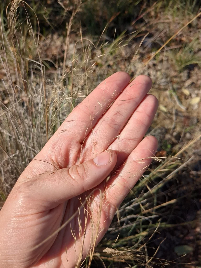 Muhlenbergia Reverchonii