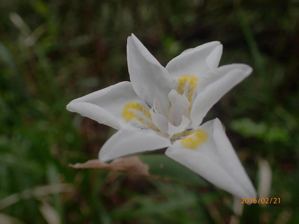 Dietes Iridioides