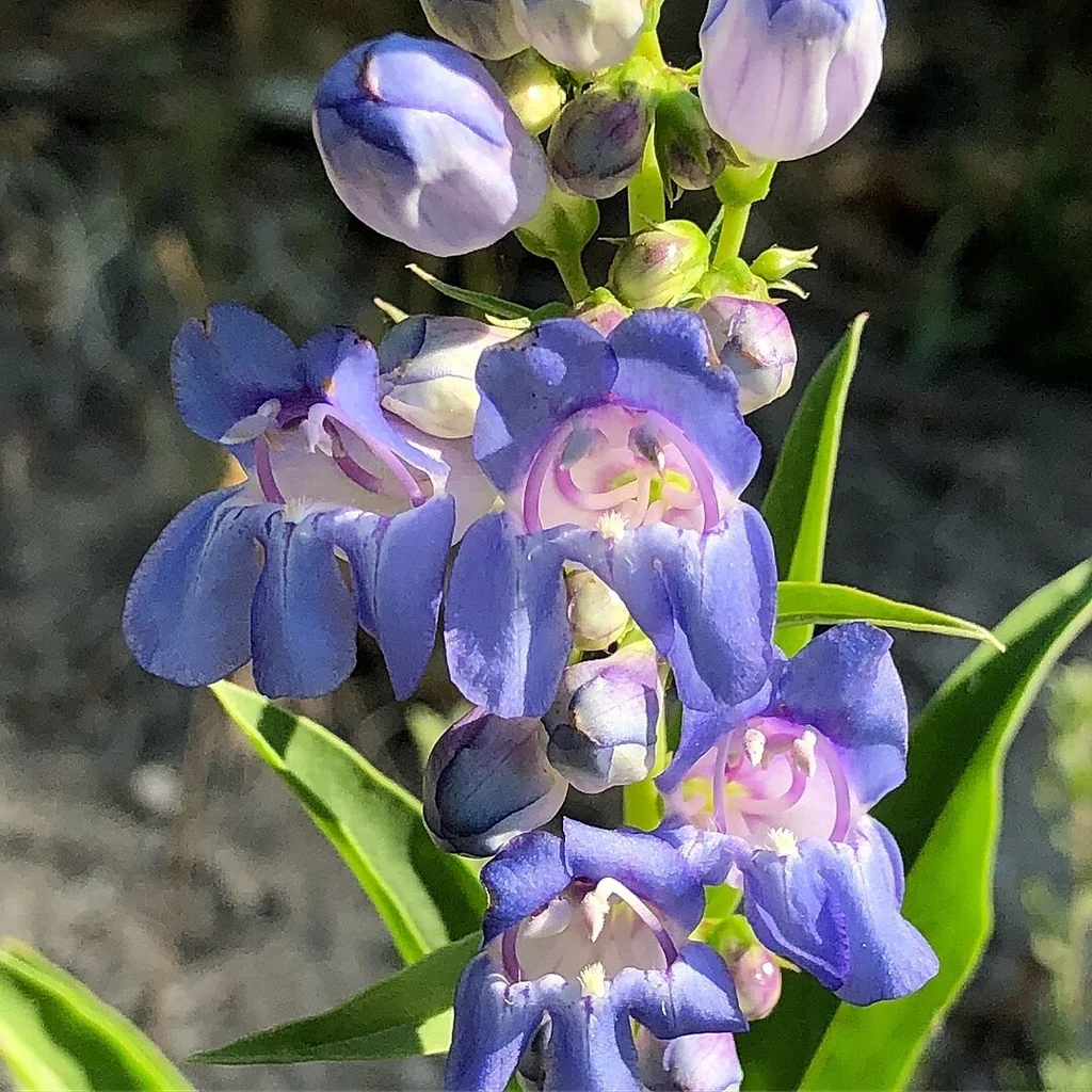 Penstemon Glaber