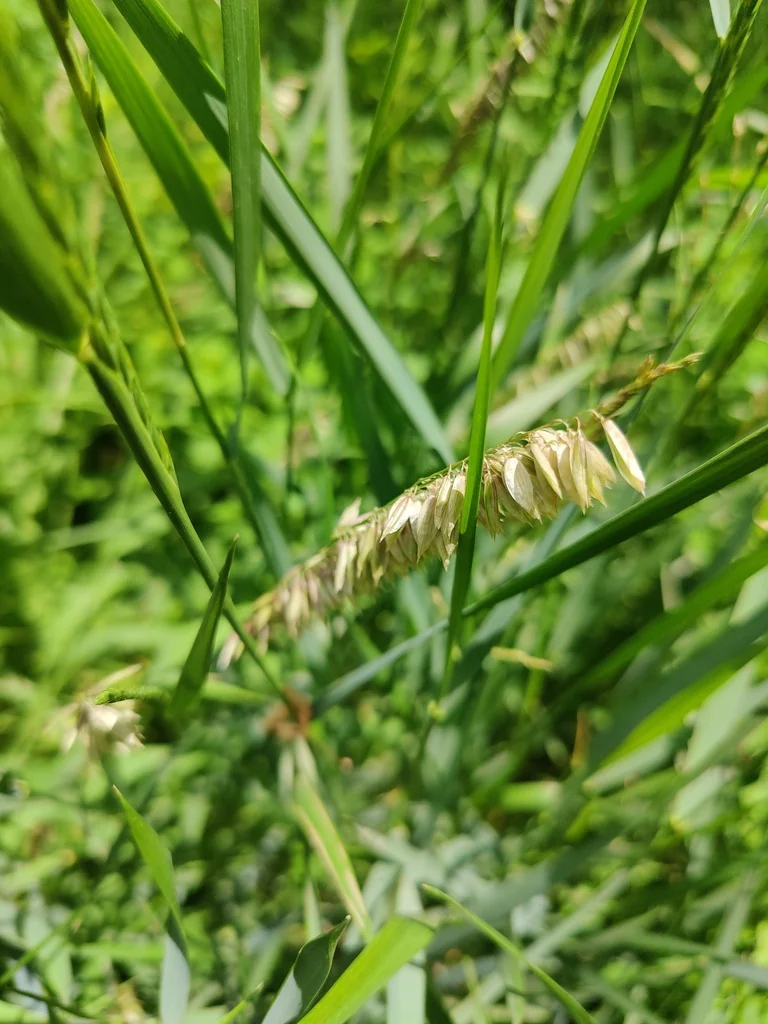 Melica Altissima