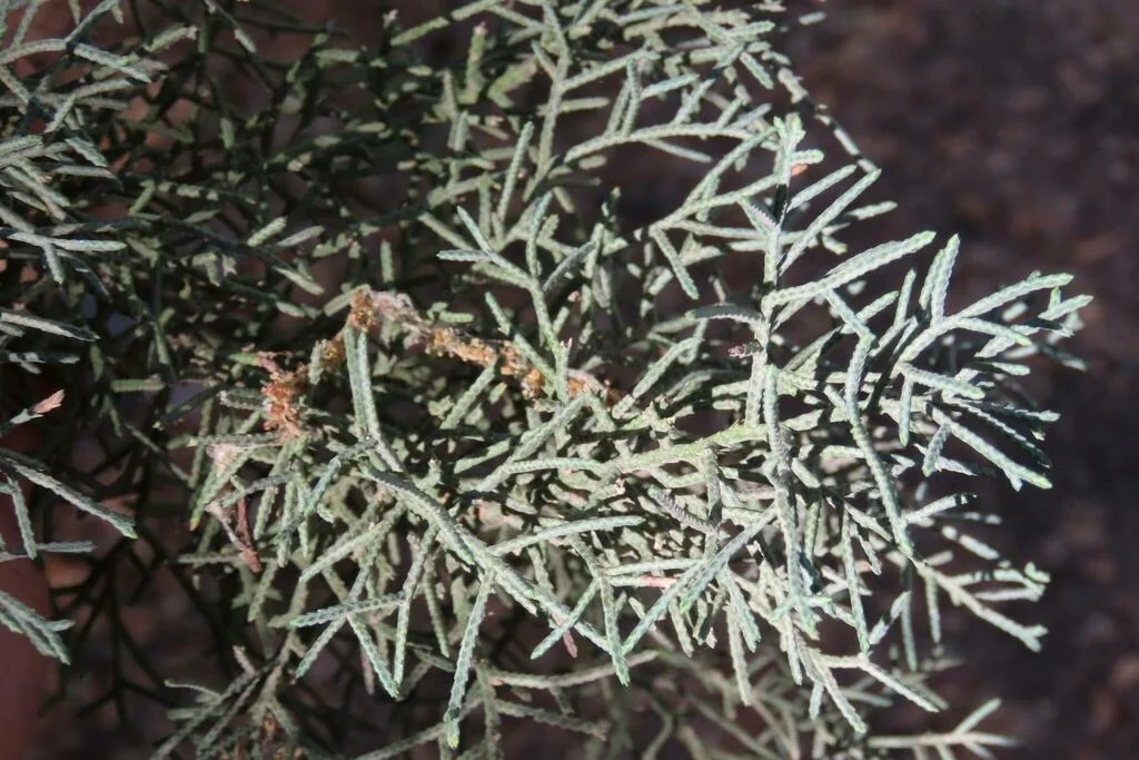 Cupressus Arizonica