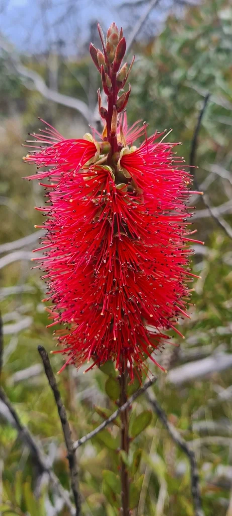 Callistemon Lanceolatus