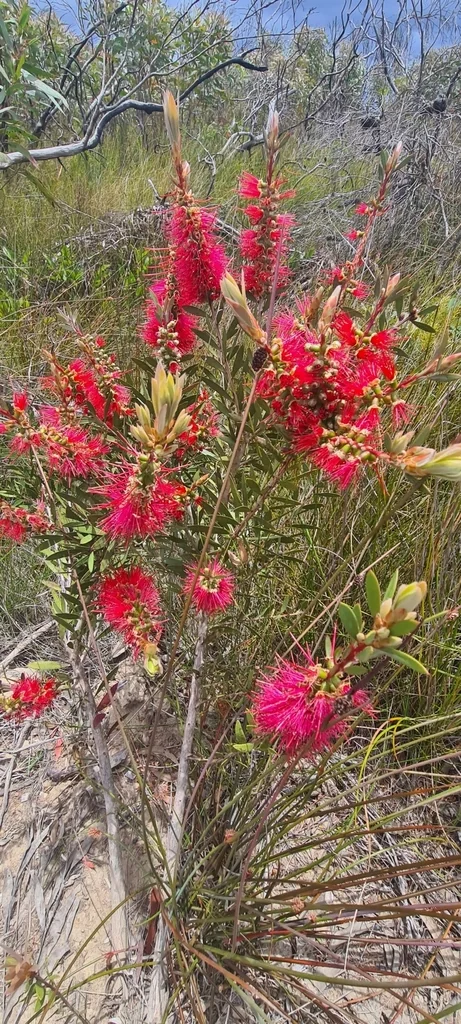 Callistemon Lanceolatus