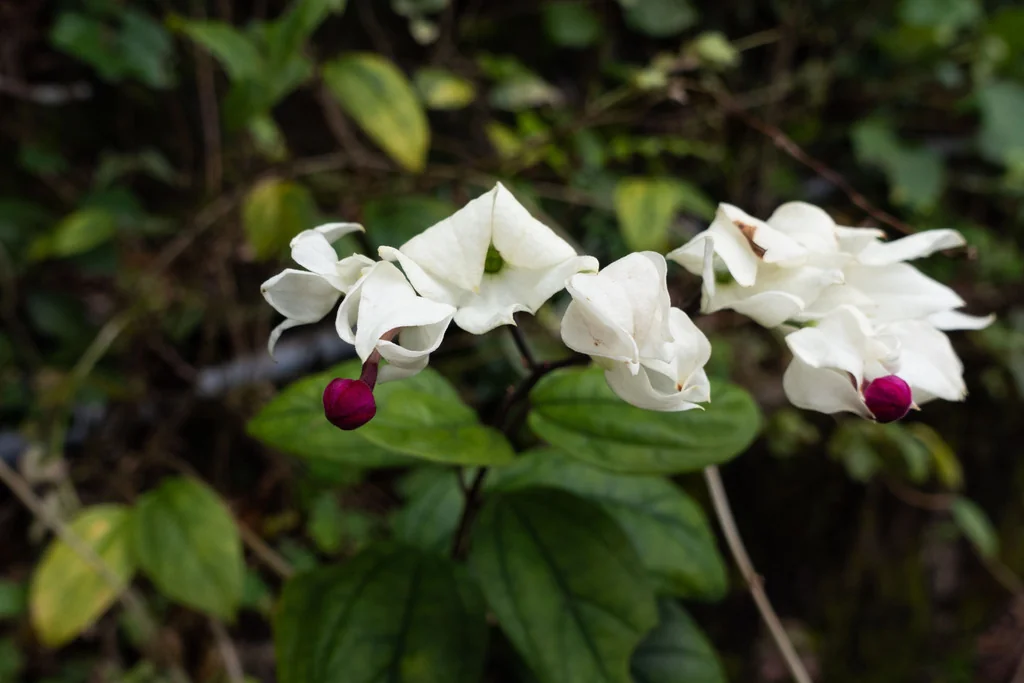 Clerodendrum Thomsoniae