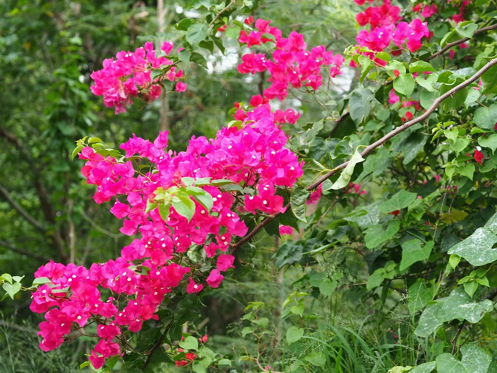 Bougainvillea Spectabilis