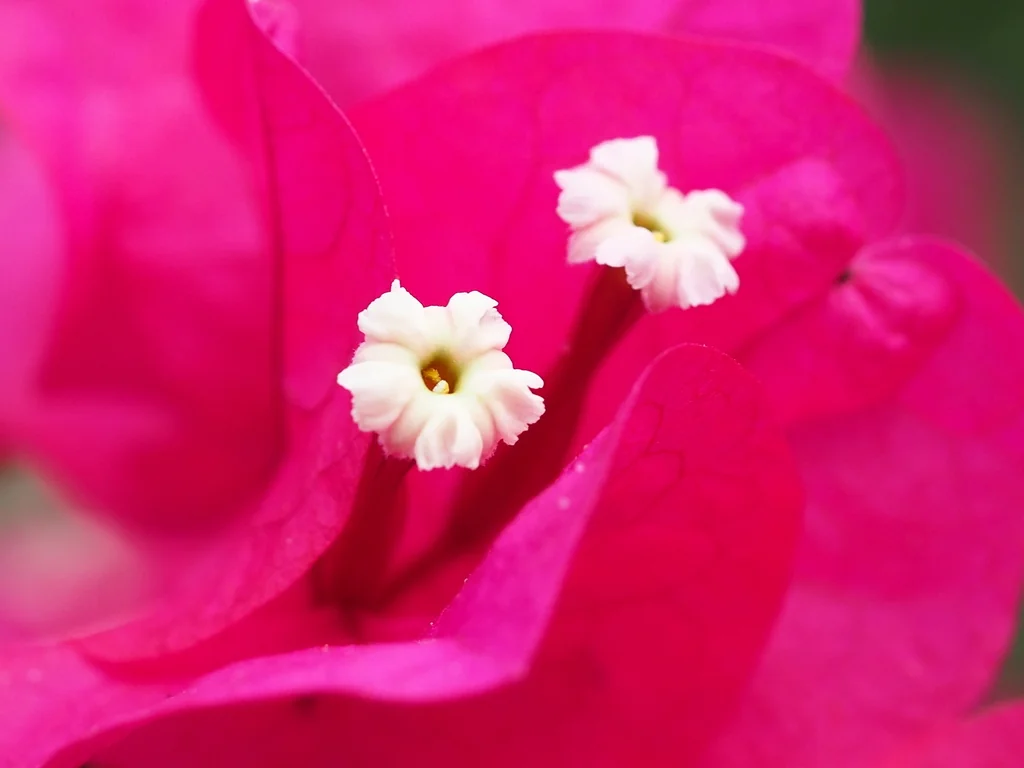 Bougainvillea Spectabilis