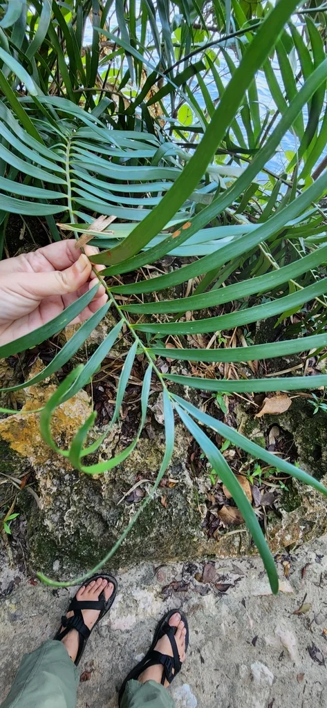 Zamia Pumila