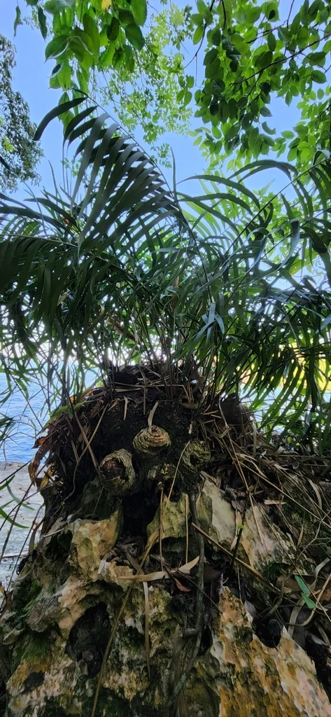 Zamia Pumila