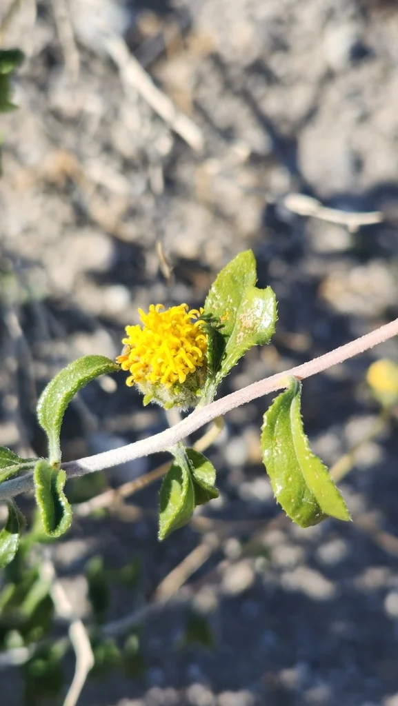 Encelia Frutescens