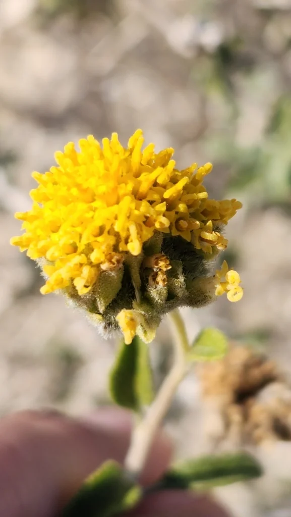 Encelia Frutescens