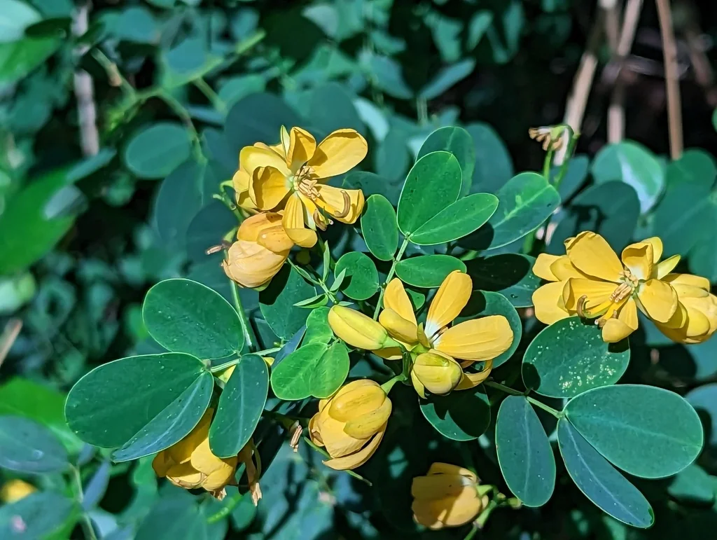 Senna Bicapsularis