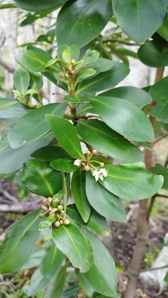 Drimys Winteri
