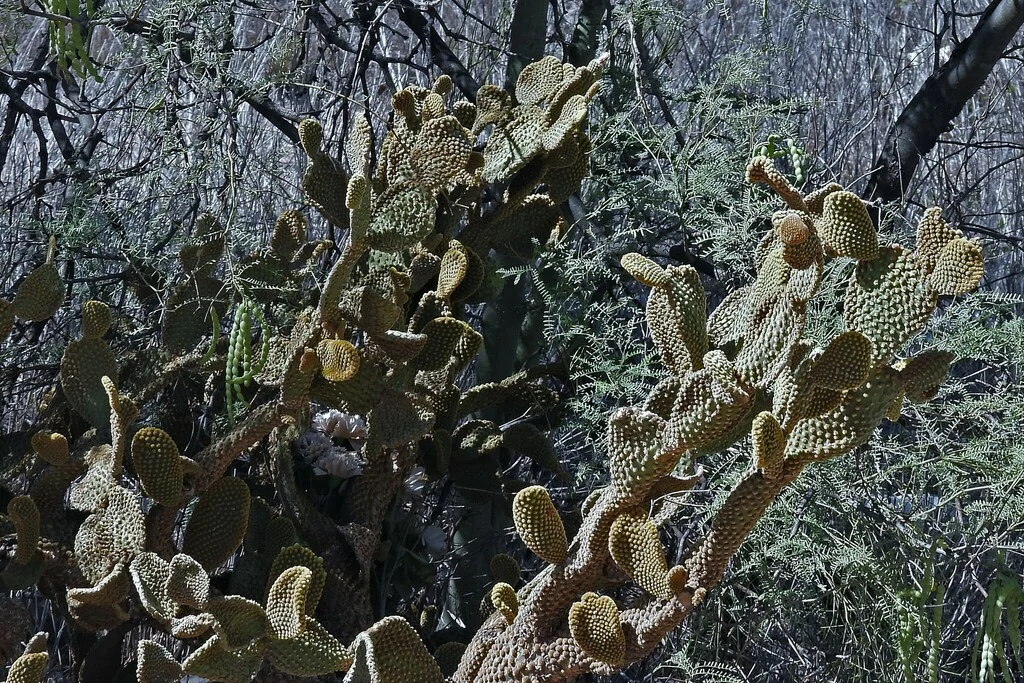 Opuntia Microdasys